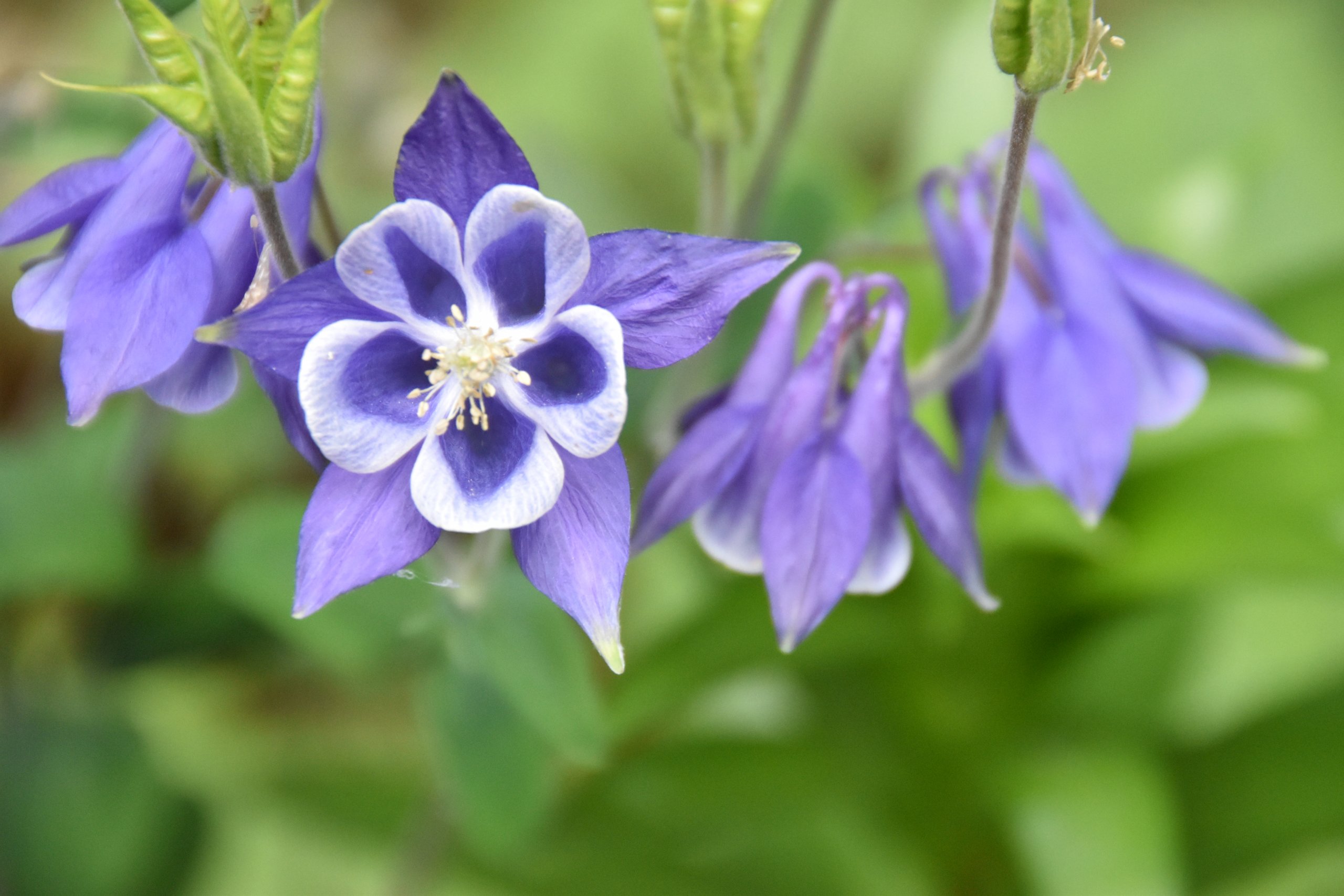 オダマキ Kagiya オダマキ Kagiya