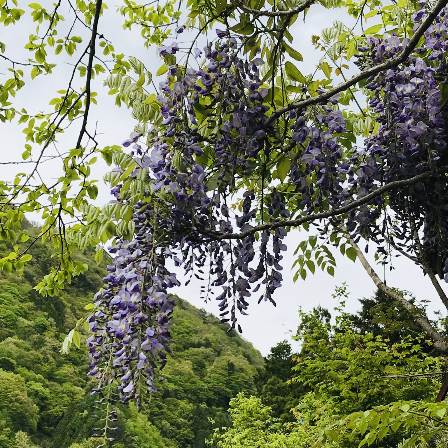 古民家カフェ鍵屋【公式サイト】｜ユネスコエコパーク ...